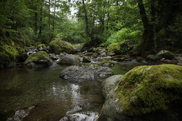 Picturesque view of mountain river, stones and green plants in forest