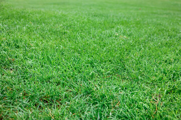 Beautiful freshly cut green lawn as background