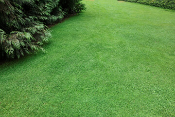 Beautiful freshly cut green lawn in park
