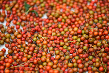 빨간 마가목 열매 한국의 가을 열매