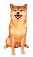 Japanese smiling Shiba Inu dog. Red-haired Japanese dog portrait. Cryptocurrency