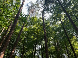 Obraz premium Beautiful green trees in forest on sunny day, low angle view