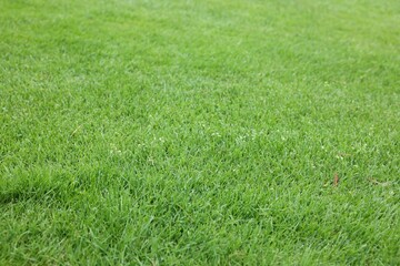 Beautiful freshly cut green lawn as background