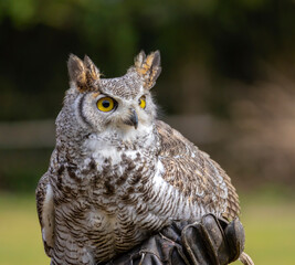 Close-up of the great horned owl