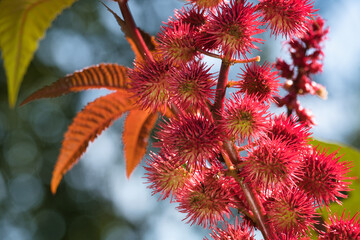 Wunderbaum, Riizinusbaum