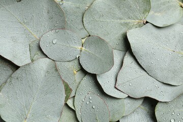 Obraz premium Fresh green leaves of eucalyptus with water drops as background, top view