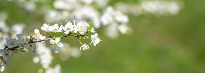 White flowers bloom in the trees. Spring landscape with blooming sakura tree. Beautiful blooming garden on a sunny day. Copy space for text.