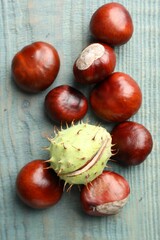 Obraz premium Many horse chestnuts on blue wooden table, flat lay