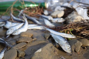 Dead fishes on stones near river, closeup. Environmental pollution concept