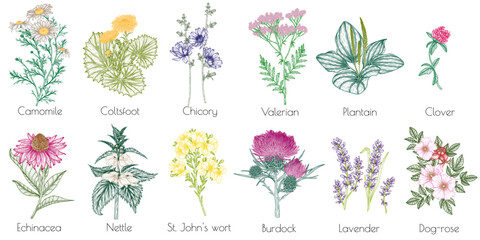Vector set of 12 medicinal herbs and plants. Linear chamomile, chicory, clover, lavender, plantain, valerian, echinacea, rosehip, coltsfoot, ginkgo, burdock, rosemary, nettle, St. John's wort - obrazy, fototapety, plakaty