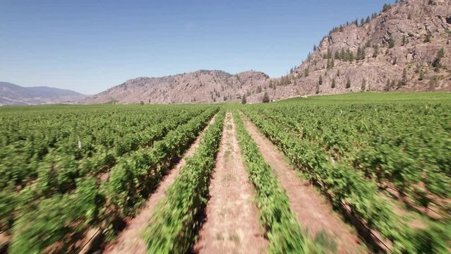 Vineyard with rows of wine grapes growing, Okanagan Valley, aerial drone footage, fields, lush valley, mountains, desert, British Columbia, Canada. 4K 4096x2304 24FPS.