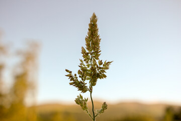 silhouette of a grass in the mountains