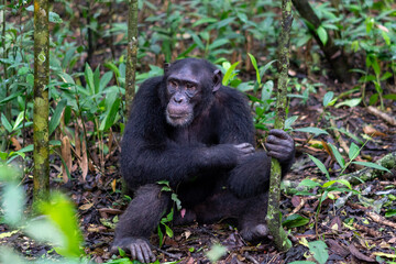 Beautiful portrait of a chimpanzee sitting on the leaves holding a tree trunk in the kibale national park in Uganda, Africa