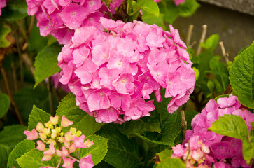Bush with hydrangea flowers in pink and purple with water drops