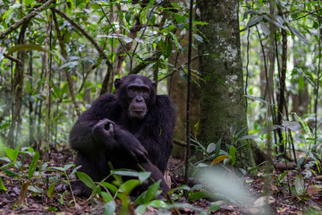 Beautiful portrait of a chimpanzee sitting with arms crossed in kibale national park in Uganda,...