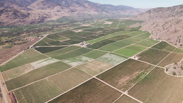 Vineyard with rows of wine grapes growing, Okanagan Valley, aerial drone footage, fields, lush valley, mountains, desert, British Columbia, Canada. 4K 4096x2304 24FPS.