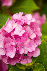 Bush with hydrangea flowers in pink and purple with water drops