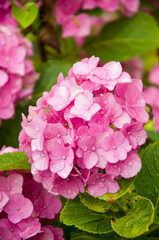 Bush with hydrangea flowers in pink and purple with water drops