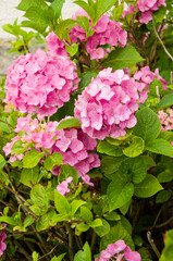 Bush with hydrangea flowers in pink and purple with water drops