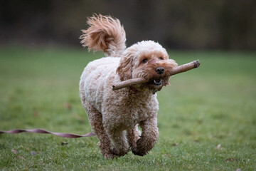 Cockapoo Puppy playing in a field