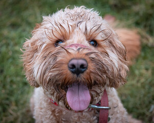 Cockapoo Puppy playing in a field
