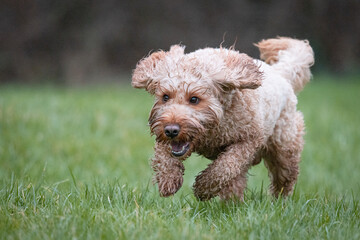 Cockapoo Puppy playing in a field