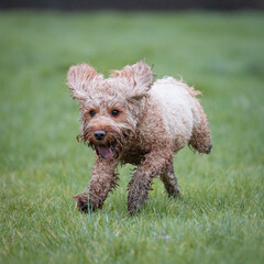 Cockapoo Puppy playing in a field