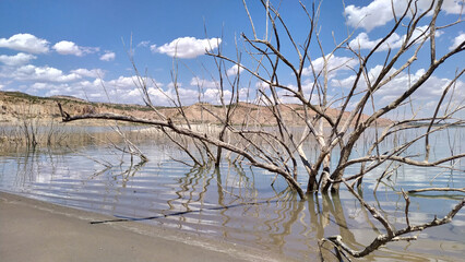 Fototapeta na wymiar Drying lake with dead trees due to global warming.