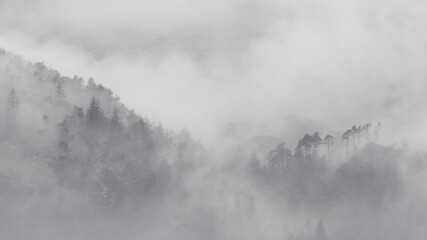 Fototapeta na wymiar Trees on a hill in fog mist