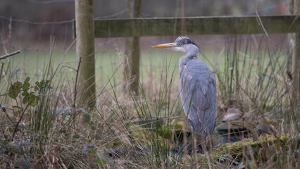 Heron standing by a pond
