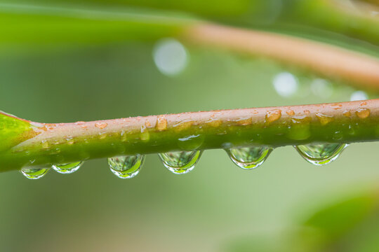自然植物梅雨水滴immagini Sfoglia 6 691 Foto Vettoriali E Video Stock Adobe Stock 自然植物梅雨水滴immagini Sfoglia 6 691 Foto Vettoriali E Video Stock Adobe Stock