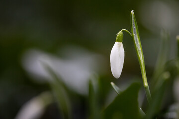 Snowdrop in a forest woodland