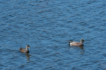 A pair of American Wigeon ducks swimming on a pond