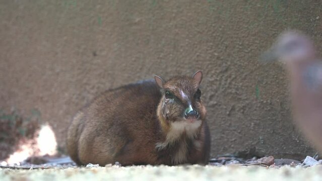 Lesser mouse-deer, tragulus kanchil, pregnant mother resting and relaxing on the ground with an intruder blurred pigeon walking by in the foreground at wildlife park, close up handheld motion shot.
