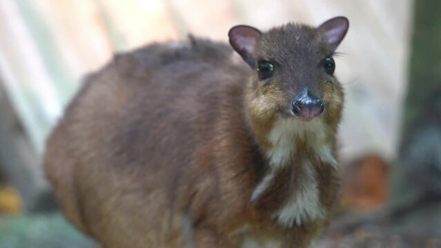 Smallest hoofed mammal, cute lesser mouse-deer, tragulus kanchil, pregnant mother hiccuping and munching on feeds at wildlife park handheld motion close up shot.
