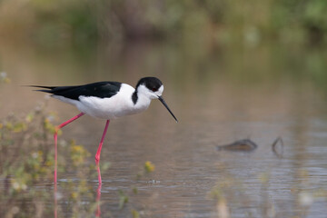 Colorful shorebird, Black-winged stilt (Himantopus himantopus).