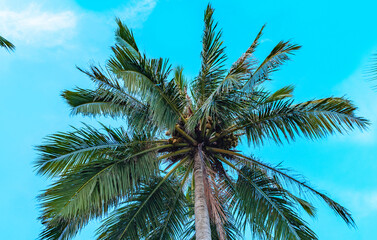 Fototapeta na wymiar tall palm trees against the blue sky . concept of summer and relax