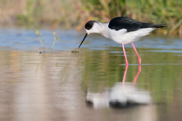 Colorful shorebird, Black-winged stilt (Himantopus himantopus).