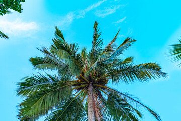 Fototapeta na wymiar tall palm trees against the blue sky . concept of summer and relax