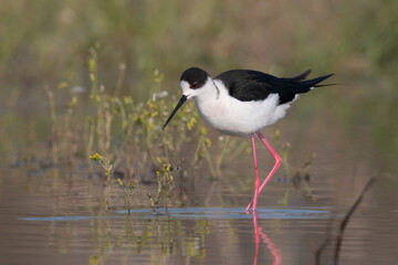 Colorful shorebird, Black-winged stilt (Himantopus himantopus).