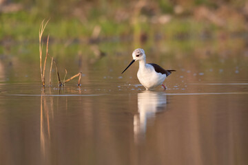Colorful shorebird, Black-winged stilt (Himantopus himantopus).
