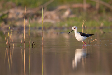 Colorful shorebird, Black-winged stilt (Himantopus himantopus).