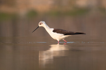 Colorful shorebird, Black-winged stilt (Himantopus himantopus).