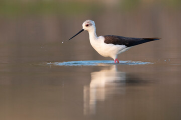 Obraz premium Colorful shorebird, Black-winged stilt (Himantopus himantopus).