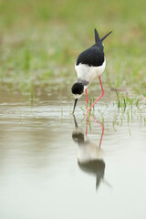 Colorful shorebird, Black-winged stilt (Himantopus himantopus).