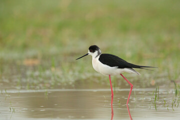 Colorful shorebird, Black-winged stilt (Himantopus himantopus).