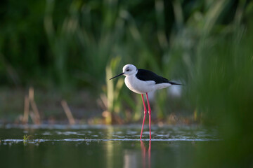 Colorful shorebird, Black-winged stilt (Himantopus himantopus).