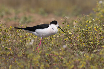 Colorful shorebird, Black-winged stilt (Himantopus himantopus).
