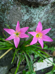 The pink rain lily is a species of plant of the genus Zephyranthes or rain lily native to Peru and Colombia.