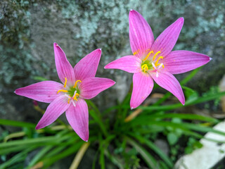 The pink rain lily is a species of plant of the genus Zephyranthes or rain lily native to Peru and Colombia.